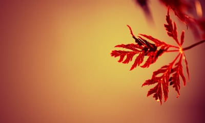 Веточка листок красный