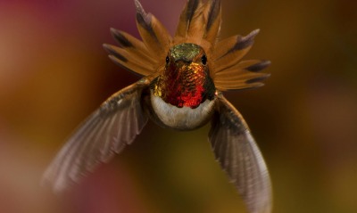 птица животное природа колибри
