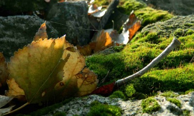 Лист трава осень