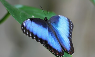 бабочка синяя
