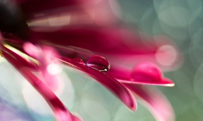 природа розовый Лепесток макро роса капля воды