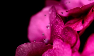 Макро розовый цветок капли вода