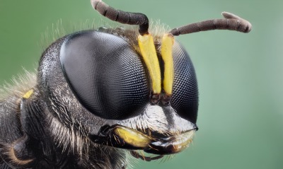 насекомое макро природа голова