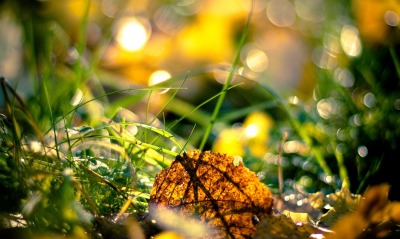 Лист, трава, осень