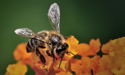природа насекомое пчела цветы макро
