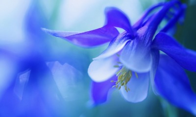 Цветок голубой макро