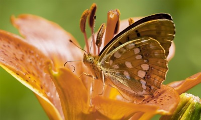 природа бабочка макро цветы