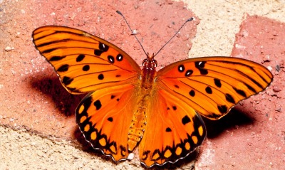 Оранжевая бабочка на плитке