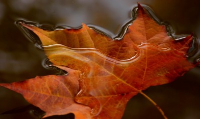 Кленовый лист в воде макро
