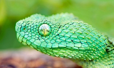 зелёная, змея