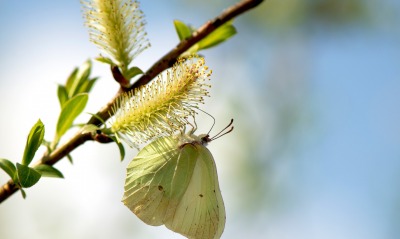 Бабочка цветение макро