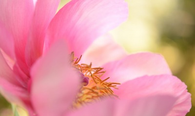 Цветок розовый макро