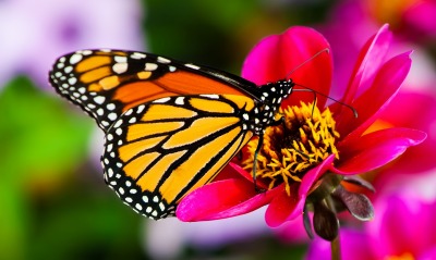 Макро бабочка на цветке