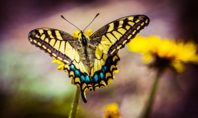 Бабочка макро желтая