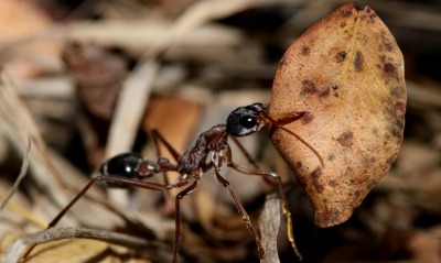муравей листок