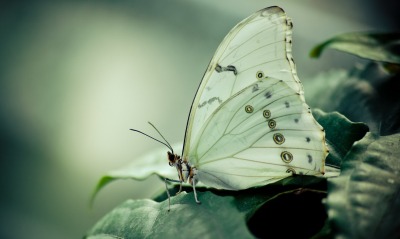 природа животные макро насекомое бабочка