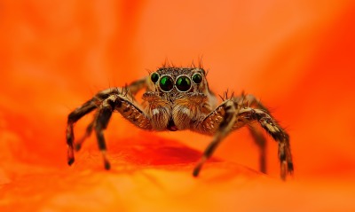 природа макро паук животные