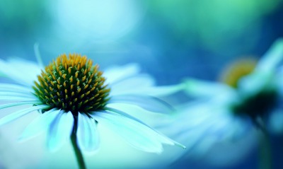 природа голубые цветы макро