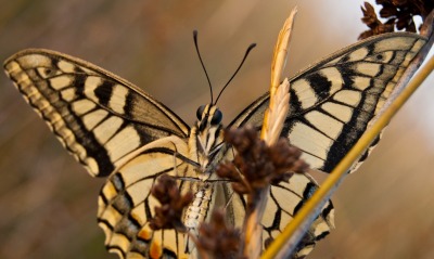 природа животные макро насекомые бабочка