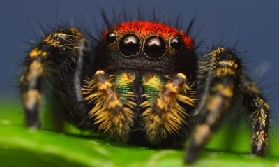 природа животные паук