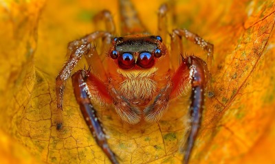 природа животные паук лист макро
