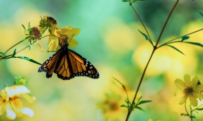 природа макро бабочка цветы желтые