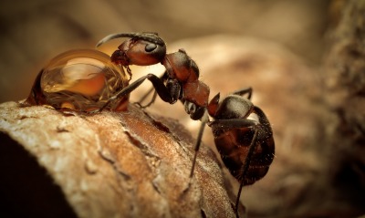 природа макро муравей смола насекомое