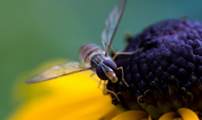 природа макро насекомое цветы подсолнечник пчела