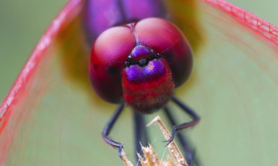 природа насекомое макро глаза стрекоза