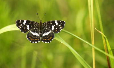 природа животные насекомое бабочка трава макро
