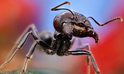 макро муравей лапы
