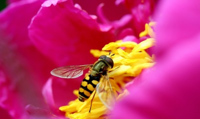 природа макро насекомое животные цветы