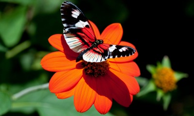природа животные бабочка насекомые цветы
