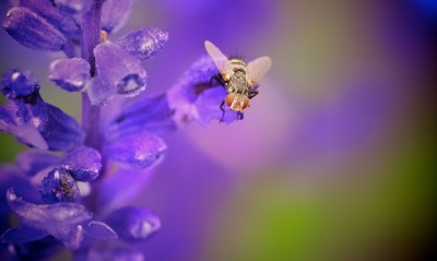 природа макро цветы насекомое пчела