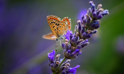 природа цветы макро животные насекомое бабочка