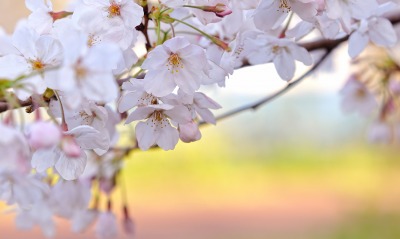природа белые цветы сакура