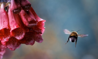 природа цветы животные насекомое пчела