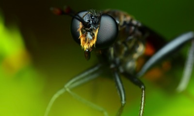 природа животные насекомое макро глаза