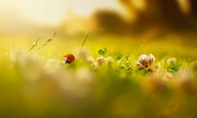 божья коровка трава макро ladybug grass macro