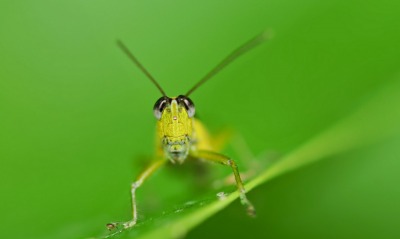 природа насекомое животные макро nature insect animals macro