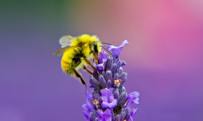 шмель цветок желтый синий bumblebee flower yellow blue