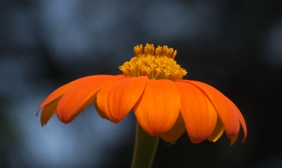 цветок макро оранжевый flower macro orange