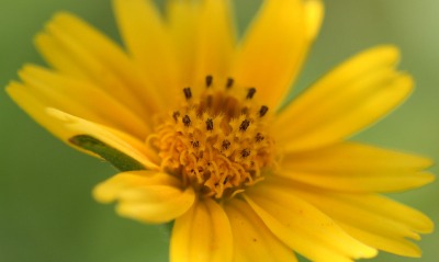 цветок желтый flower yellow