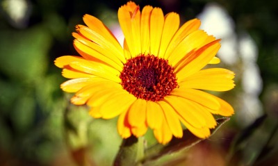 цветок желтый ромашка flower yellow chamomile