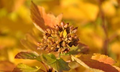 осень цветок макро листья