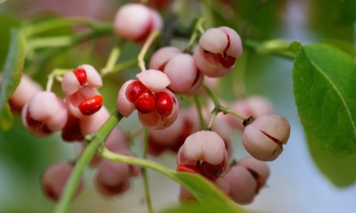 красные ягоды макро листья ветка