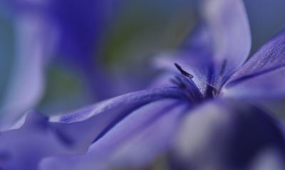 Цветок фиолетовый макро