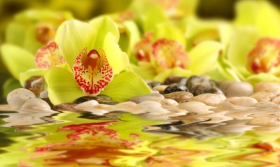 орхидеи макро цветы