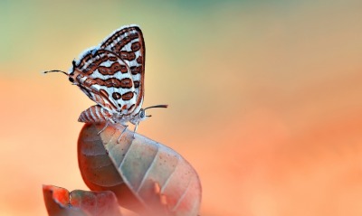 бабочка лист фон
