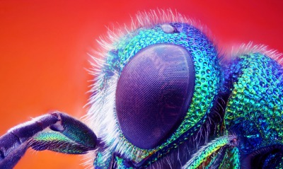 муха насекомое глаз макро